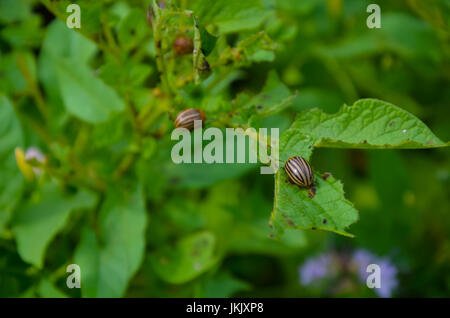 Il rosso colorado beetle larva dell alimentazione Foto Stock