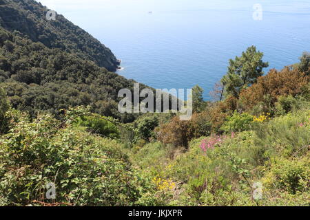 Fiori e piante sul lato della scogliera contro il chiaro blu brillante mare visto da un trekking in cinque terre, Italia. Foto Stock