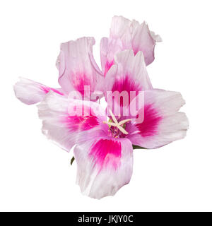 Fiore Godetia isolato. Un ramo di un bel colore rosa e viola e fiori di primavera Foto Stock