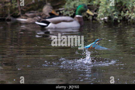 Kingfisher e germani reali Foto Stock