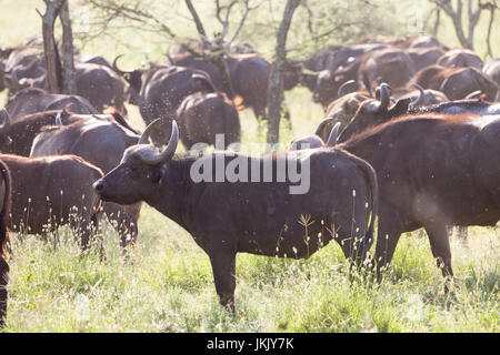 African Buffalo mandria nel cratere di Ngorongoro, Tanzania Foto Stock