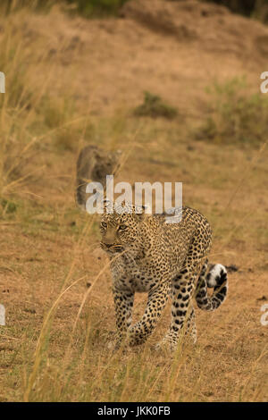 Leopard madre camminando con il suo cucciolo segue dietro nel Masai Mara in Kenya Foto Stock