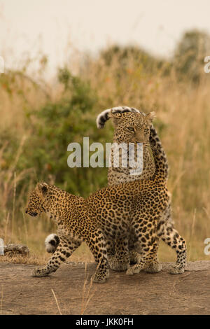 Femmina di leopard Leopard con il suo cucciolo nel Masai Mara in Kenya Foto Stock
