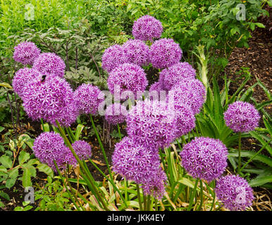 Gruppo di grandi globulare viola / rosa fiori di Allium cultivar, ornamentali cipolla, sullo sfondo del fogliame verde Foto Stock