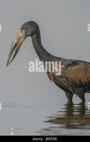 Openbill africani, Amastomus lamelligerus, fiume Chobe, Chobe National Park, Botswana Foto Stock