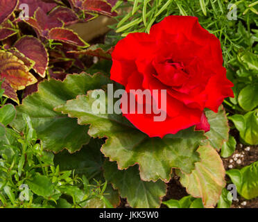 Rosso vivo di fiori e foglie di colore verde scuro di begonia tuberosa sullo sfondo di altre fogliame verde Foto Stock