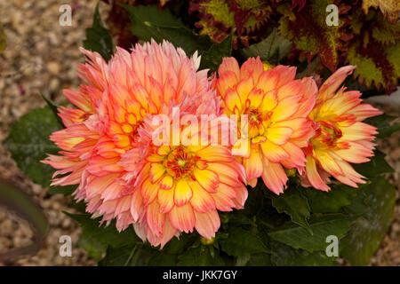 Vista panoramica di cluster di vivida double albicocca arancio e giallo dei fiori di dalia contro uno sfondo scuro Foto Stock