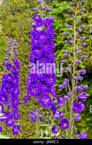 Tall spike di vivida viola / blu delphinium fiori sullo sfondo del fogliame verde Foto Stock