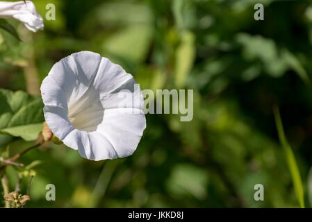 Hedge centinodia. fiore bianco tromba. Calystegia sepium Foto Stock