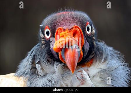 Testa colorata di un curioso staring king vulture bird in vista frontale Foto Stock