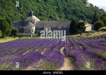 Raccolto di lavanda di fronte all'Abbazia di Senanque, Gordes, Vaucluse, Provence-Alpes-Côte d'Azur, in Francia Foto Stock