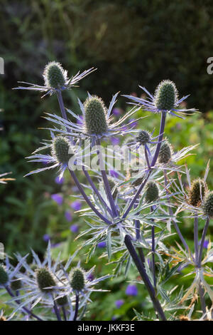 Steli blu e brattee pungenti sostenere il fiore retroilluminato capi di Eryngium x zabelii 'Forncett Ultra" Foto Stock