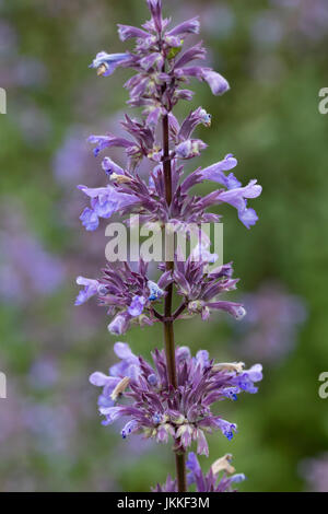 Vortici di fiori blu attorno al montante stelo di nepitella, Nepeta grandiflora 'Bramdean' Foto Stock