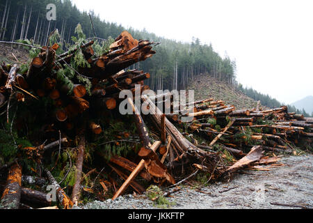 Albero slash su una remota strada di disboscamento e sito di taglio in una vecchia foresta pluviale temperata crescita vicino a Port Renfrew, British Columbia, Canada. Foto Stock