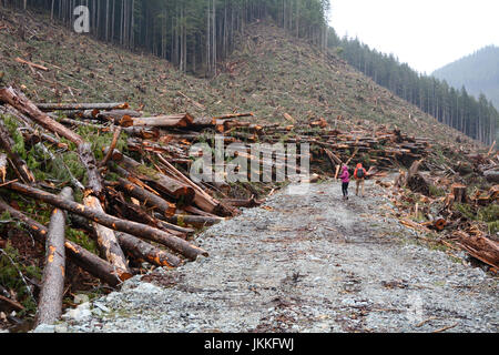 Ambientalisti su un logging remoto su strada e una chiara definizione sito in un vecchio crescita della foresta pluviale temperata vicino a Port Renfrew, British Columbia, Canada. Foto Stock