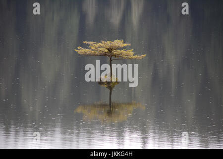 Un minuscolo bonsai fir tree crescono su di una roccia al centro di un lago durante le precipitazioni, vicino a Port Renfrew sull'Isola di Vancouver, British Columbia, Canada. Foto Stock