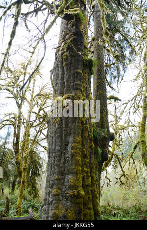 Il San Juan Abete rosso, un gigante, crescita vecchio Sitka Spruce albero nella foresta pluviale vicino a Port Renfrew, British Columbia, Canada. Foto Stock