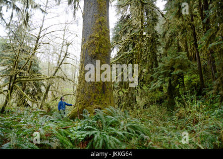 Un ambientalista canadese in piedi sotto un enorme crescita vecchio Sitka Spruce albero nella foresta pluviale vicino a Port Renfrew, British Columbia, Canada. Foto Stock