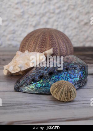 Conchiglie riccio di mare e guscio paura abalone Foto Stock