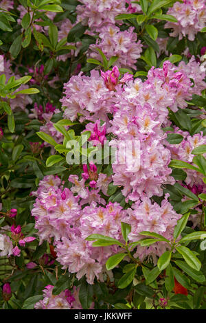 Cluster di un bel colore rosa e bianco fiori di rododendro sullo sfondo di profonda foglie verdi Foto Stock