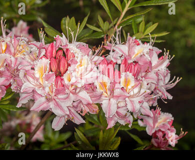 Cluster di bella rosa pallido e bianco fiori di rododendro sullo sfondo del fogliame verde scuro Foto Stock