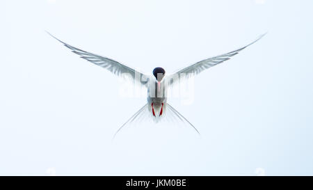 Arctic Tern (sterna paradisaea) passando sopra l'acqua in cerca di pesce con un torbido sfondo grigio. Foto Stock