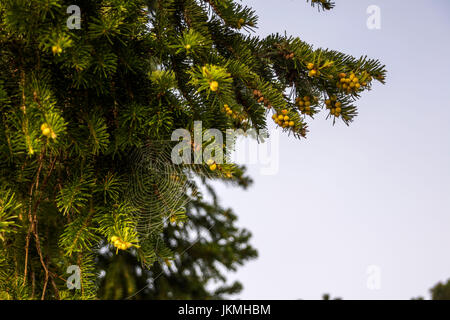 Bella e sorprendente ragnatele su di pino o abete rosso di aghi di rami di pino con spider web. Foto Stock