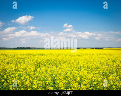 La brillante fiori gialli di canola field vicino a Beaumont, Alberta, Canada. Foto Stock