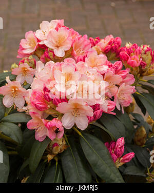 Cluster di stordimento rosa pallido e albicocca fiori e boccioli rosso del rododendro "Torcia d'Oro" Foto Stock