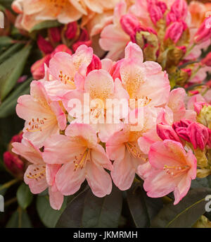 Cluster di stordimento rosa pallido e albicocca fiori e boccioli rosso del rododendro "Torcia d'Oro" Foto Stock