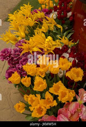 Massa tulipani piantati con insoliti e spettacolari fiori - tulipani con doppio petali di colore rosso e frilly refilato golden fiori gialli, nel giardino inglese Foto Stock