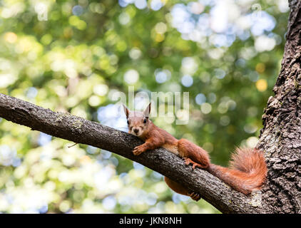 Giovani scoiattolo rosso disteso sul ramo di albero contro sfocata foglie verde sullo sfondo Foto Stock