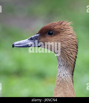 Sibilo Fulvous anatra o albero fulvous anatra (Dendrocygna bicolor) un sibilo d'anatra razze che in tutto il mondo nelle regioni tropicali. Foto Stock