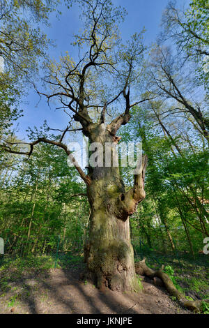 Rovere, ?'Dicke Marie ", Tegel, villaggio Reinicken, Berlino, Germania, Eiche, 'Dicke Marie ", Reinickendorf, Deutschland Foto Stock