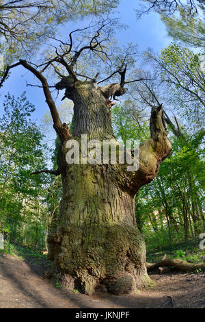 Rovere, ?'Dicke Marie ", Tegel, villaggio Reinicken, Berlino, Germania, Eiche, 'Dicke Marie ", Reinickendorf, Deutschland Foto Stock