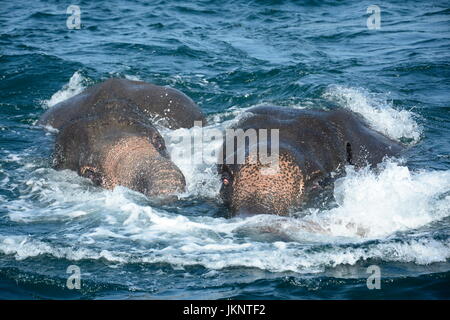 Trincomalee, Sri Lanka. 23 Luglio, 2017. Due elefanti sono visti in mare in rotonda tra isola e fallo punto di Trincomalee, nell est dello Sri Lanka, 23 luglio, 2017. Due elefanti di domenica sono state spazzate via per mare profondo nell'est dello Sri Lanka. Rispondere alla situazione, insieme una missione di salvataggio è stato lanciato dalla marina ed i funzionari del dipartimento della fauna selvatica di Trincomalee per salvare i due elefanti selvatici. Credito: Xinhua/Alamy Live News Foto Stock