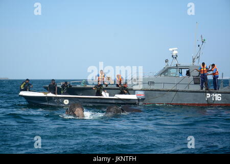 Trincomalee, Sri Lanka. 23 Luglio, 2017. Una pattuglia mestiere da dello Sri Lanka Navy conduce una missione di salvataggio per salvare gli elefanti in mare in rotonda tra isola e fallo punto di Trincomalee, nell est dello Sri Lanka, 23 luglio, 2017. Due elefanti di domenica sono state spazzate via per mare profondo nell'est dello Sri Lanka. Rispondere alla situazione, insieme una missione di salvataggio è stato lanciato dalla marina ed i funzionari del dipartimento della fauna selvatica di Trincomalee per salvare i due elefanti selvatici. Credito: Xinhua/Alamy Live News Foto Stock