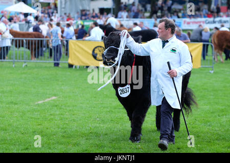 Builth Wells, Wales, Regno Unito. Il 24 luglio, 2017. Royal Welsh Show: il giorno di apertura del più grande quattro giorni di spettacolo agricolo in Galles. A giudicare ha già cominciato nel bestiame arena - qui illustrati sono concorrenti alla Welsh Black bovini di classe. Foto Steven Maggio / Alamy Live News Foto Stock