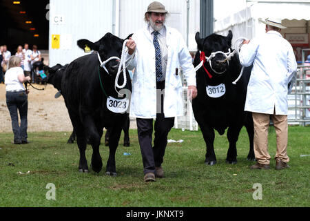 Builth Wells, Wales, Regno Unito. Il 24 luglio, 2017. Royal Welsh Show - Lunedì 24 Luglio 2017 - Rosielee un Aberdeen Angus giovenca si prepara a entrare nella presentazione anello per giudicare al Royal Welsh come - Oggi è il giorno di apertura del più grande quattro giorni di spettacolo agricolo nel Regno Unito. Credito: Steven Maggio/Alamy Live News Foto Stock