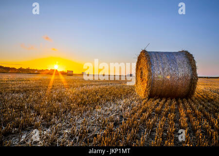 L'impostazione di sole e paglia balle che in media circa 15 balle grandi per l'acro e pesano circa 170 kg a Tarleton, Regno Unito. Il grano invernale piantato all'inizio di novembre viene raccolto nei mesi estivi dopo un prolungato periodo di tempo secco. La paglia è un sottoprodotto agricolo, i gambi secchi delle piante cerealicole, dopo che il grano e la pula sono stati rimossi e costituisce circa la metà della resa delle colture cerealicole come orzo, avena, riso, segale e frumento. Ha molti usi, combustibile, assestamento di bestiame, foraggio, thatching e cestinaio-fare. Credit: MediaWorldImages/Alamy Live News Foto Stock