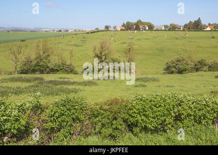 Prati e campi all'Opal Coast con dolci colline e siepi Foto Stock