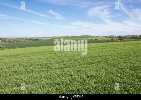 Giovani campo di grano su una collina vicino a Wimereux presso la costa di Opale. Foto Stock