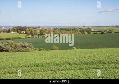 Sfumature di verde nei campi di grano e prati vicino a Wimereux presso la costa di Opale. Foto Stock