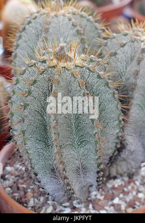 Astrophytum ornatum, chiamato anche del monaco cactus del cofano o del Vescovo cactus cappuccio, houseplant, REGNO UNITO Foto Stock