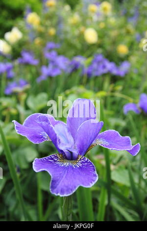 Iris sibirica 'Silver Edge' fiorente in un confine di giardino. REGNO UNITO Foto Stock