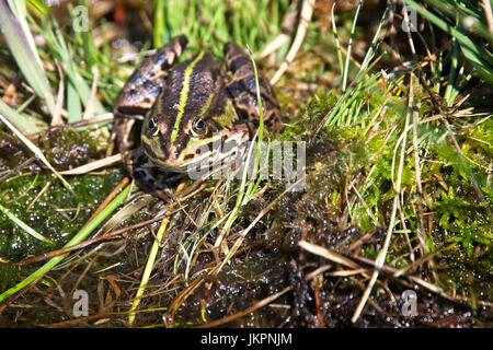 Rana Verde (Pelophylax esculentus), Wahner Heide, nei pressi di Colonia Koln (Germania). Foto Stock