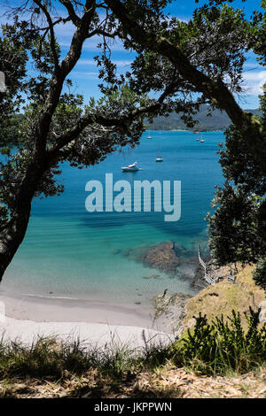 Guardando attraverso Pohutukawa alberi in estate su barche in mare chiaro a Urupukapuka Island, la Baia delle Isole, Nuova Zelanda, NZ Foto Stock