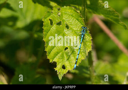 Azure Damselfly o comune Damselfy blu (Dragonfly) seduto su una foglia Foto Stock