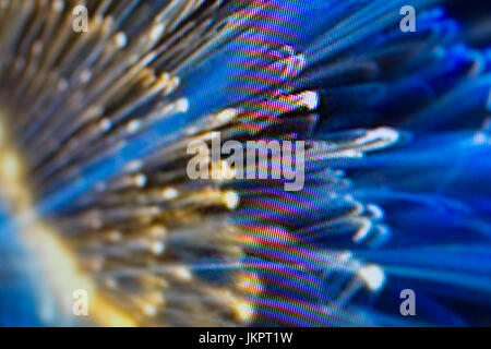 I diodi ad emissione di luce nacro per display a LED. LED digitale lo sfondo dello schermo Foto Stock