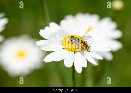 Hoverfly seduto su un luminoso giallo fiore selvatico Foto Stock